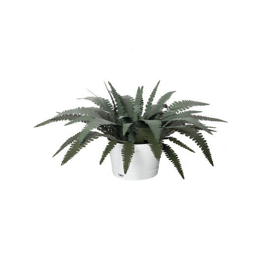 Small Decorative Fern Plant