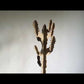 Appendiabiti da terra Cactus